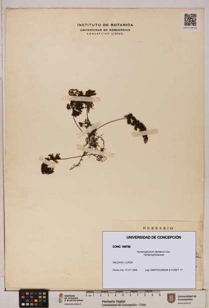 Hymenophyllum dentatum [Espécimen: UDEC:CONC:0109782]