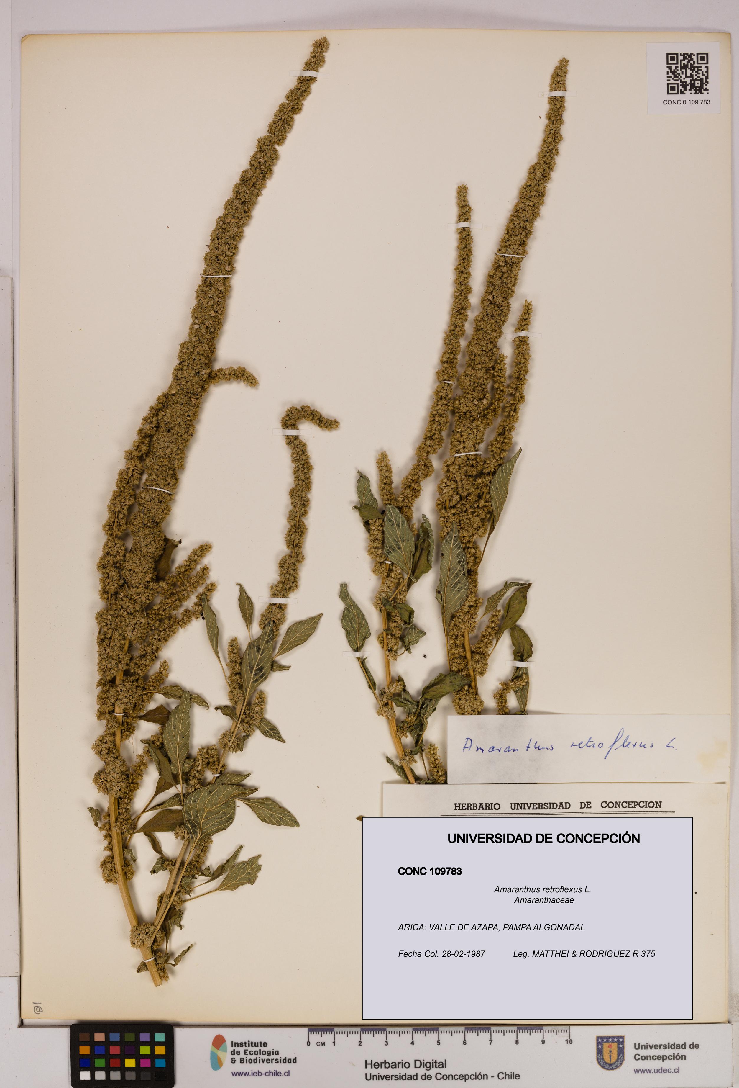 Amaranthus retroflexus [Espécimen: UDEC:CONC:0109783]
