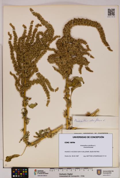 Amaranthus retroflexus [Espécimen: UDEC:CONC:0109784]