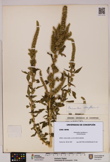 Amaranthus retroflexus [Espécimen: UDEC:CONC:0109785]