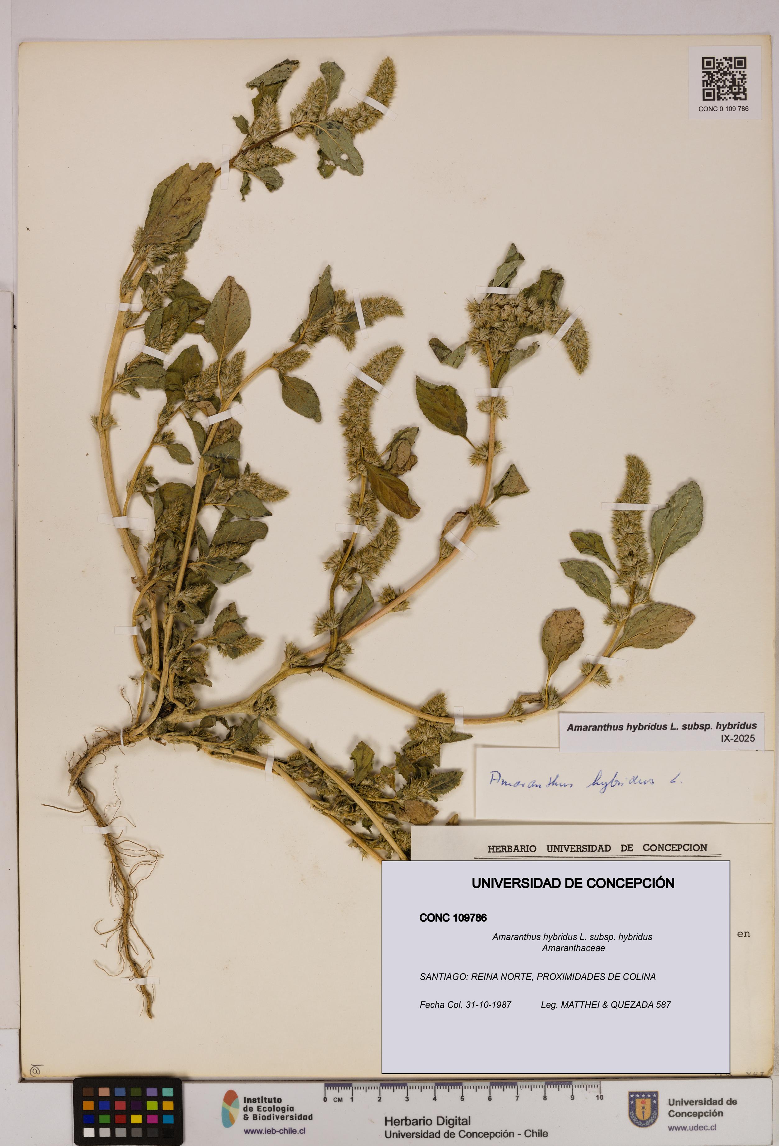 Amaranthus hybridus [Espécimen: UDEC:CONC:0109786]