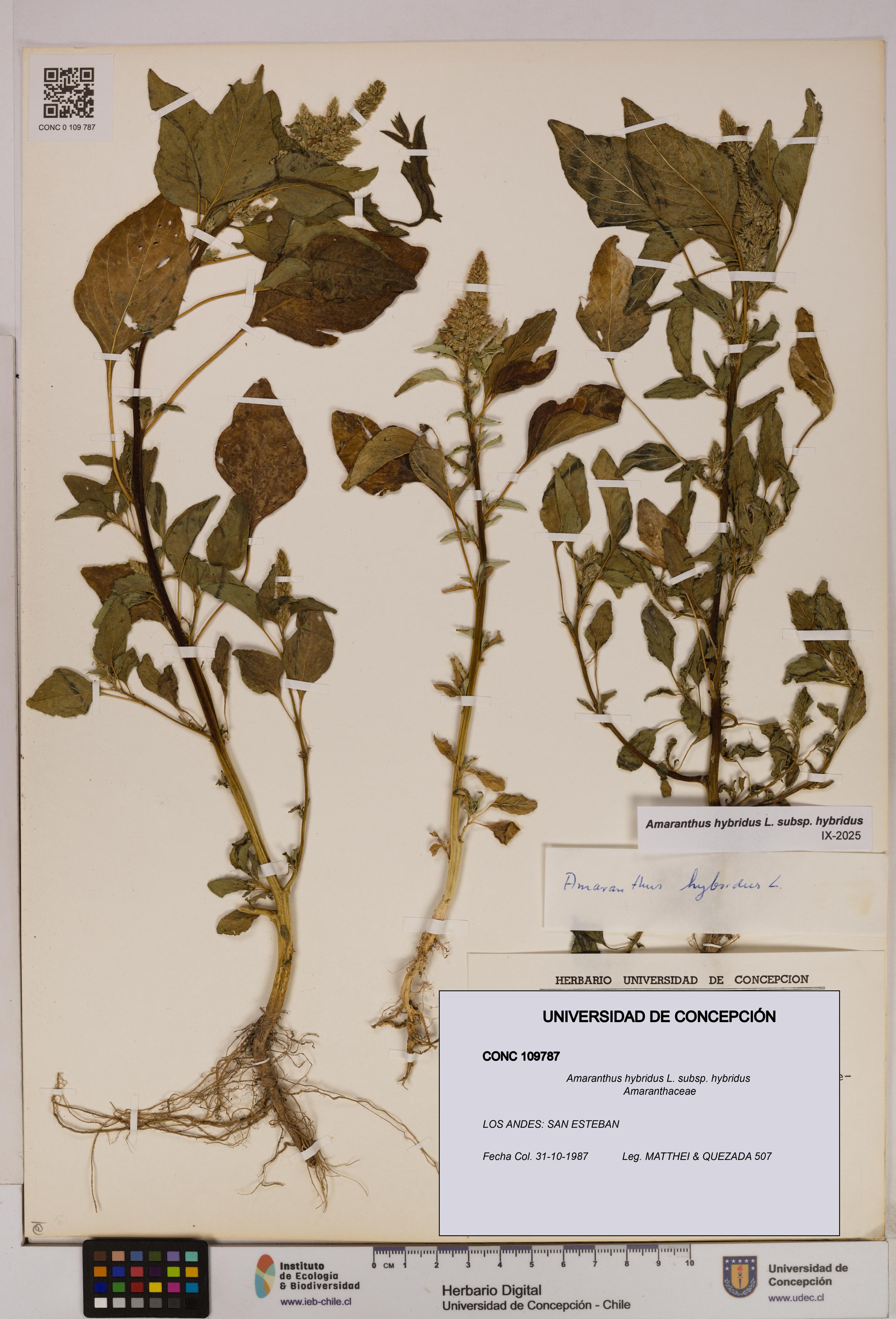 Amaranthus hybridus [Espécimen: UDEC:CONC:0109787]