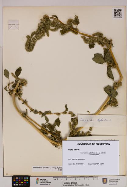 Amaranthus hybridus [Espécimen: UDEC:CONC:0109788]