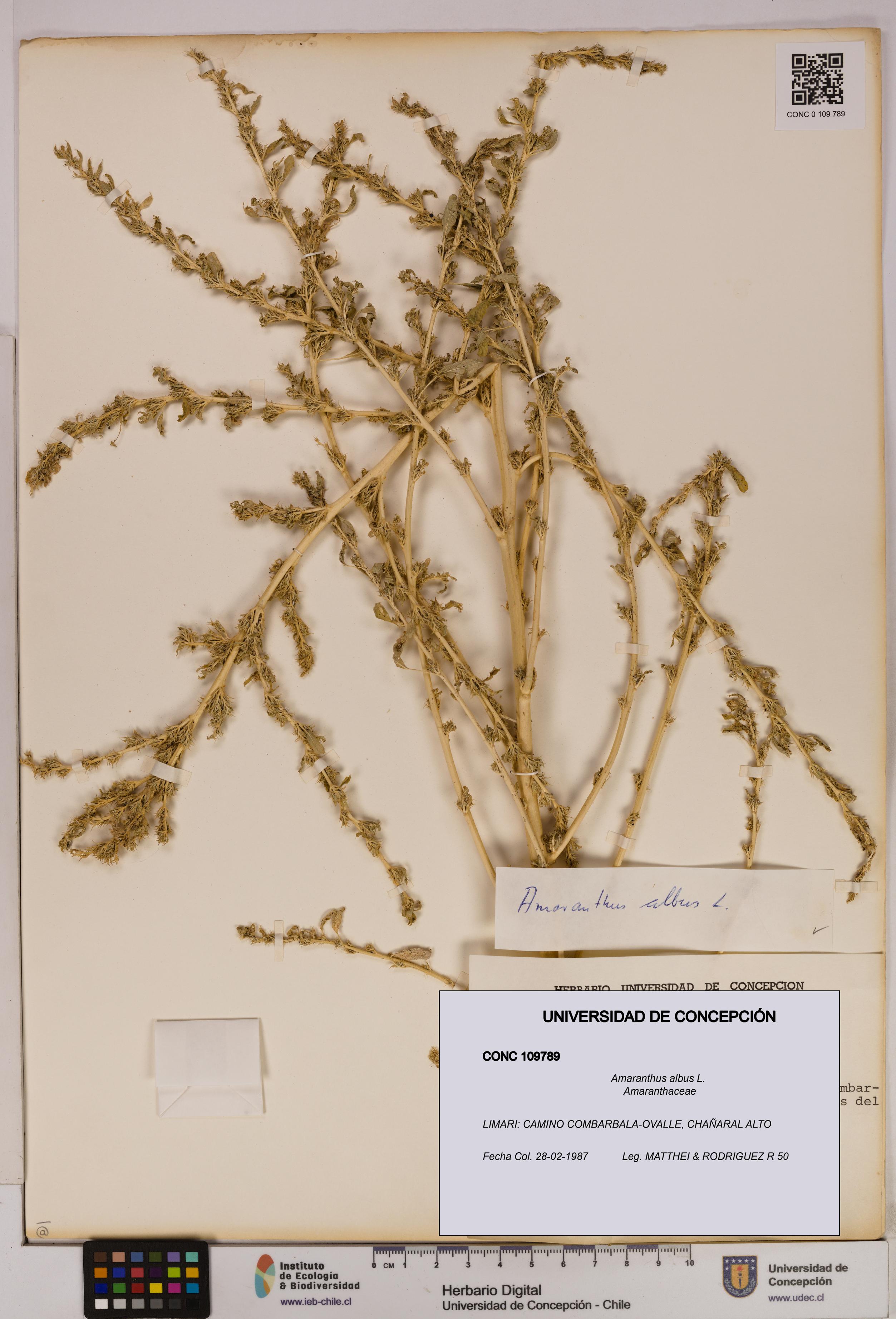 Amaranthus albus [Espécimen: UDEC:CONC:0109789]