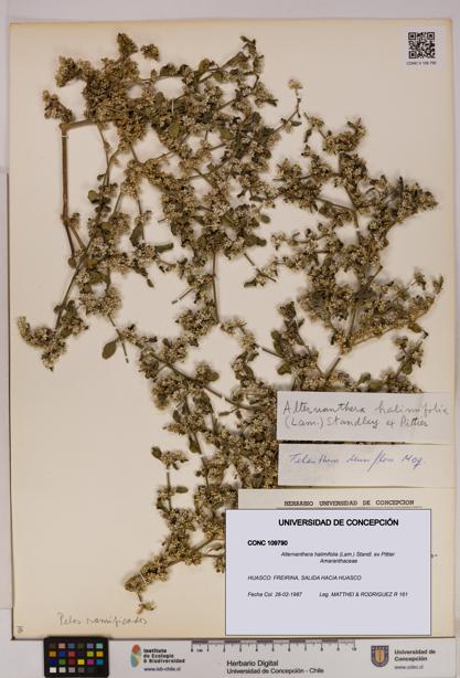 Alternanthera halimifolia [Espécimen: UDEC:CONC:0109790]