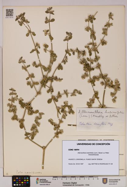Alternanthera halimifolia [Espécimen: UDEC:CONC:0109791]