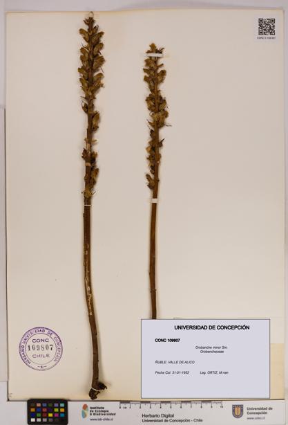 Orobanche minor [Espécimen: UDEC:CONC:0109807]