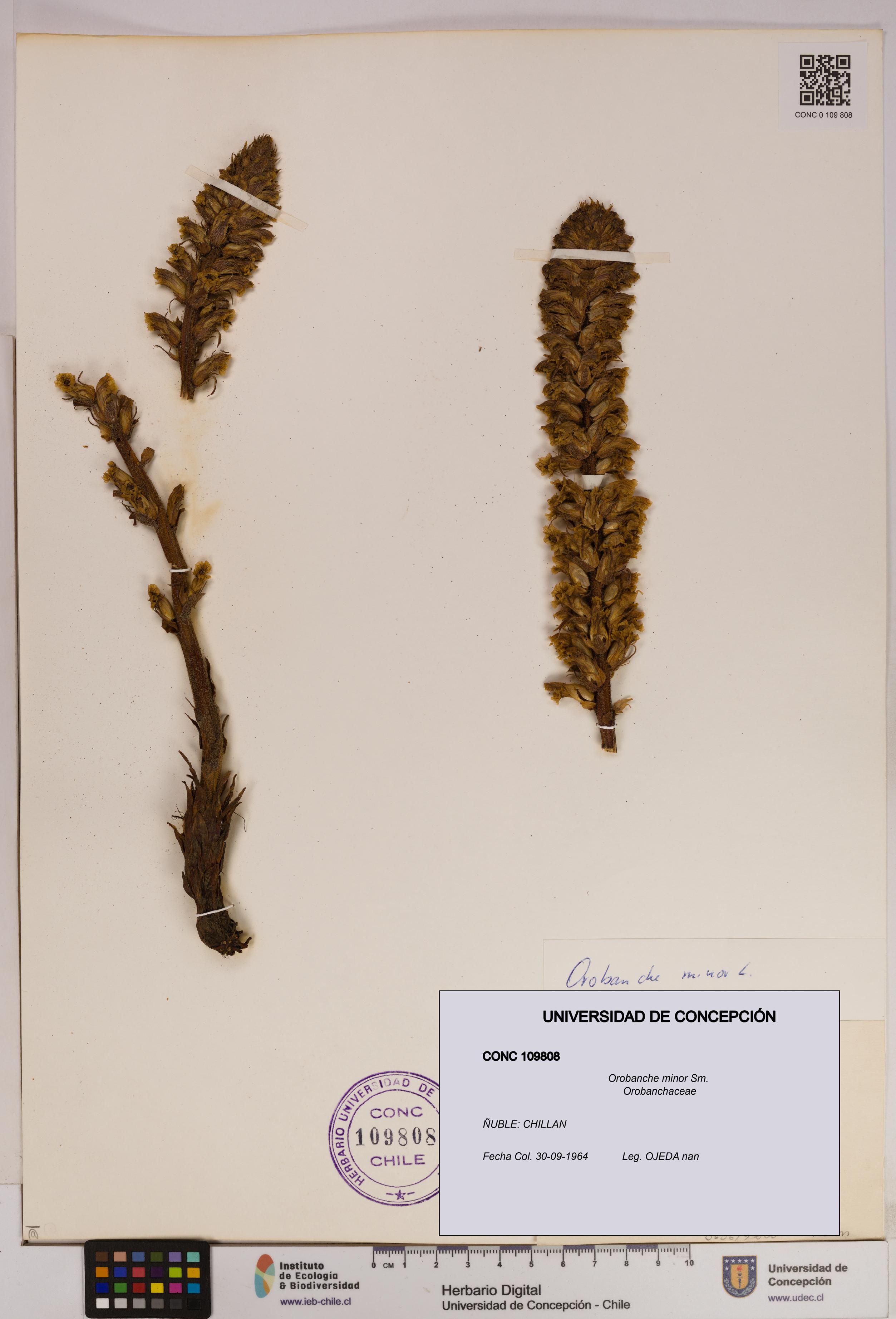 Orobanche minor [Espécimen: UDEC:CONC:0109808]