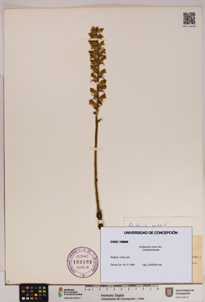 Orobanche minor [Espécimen: UDEC:CONC:0109809]