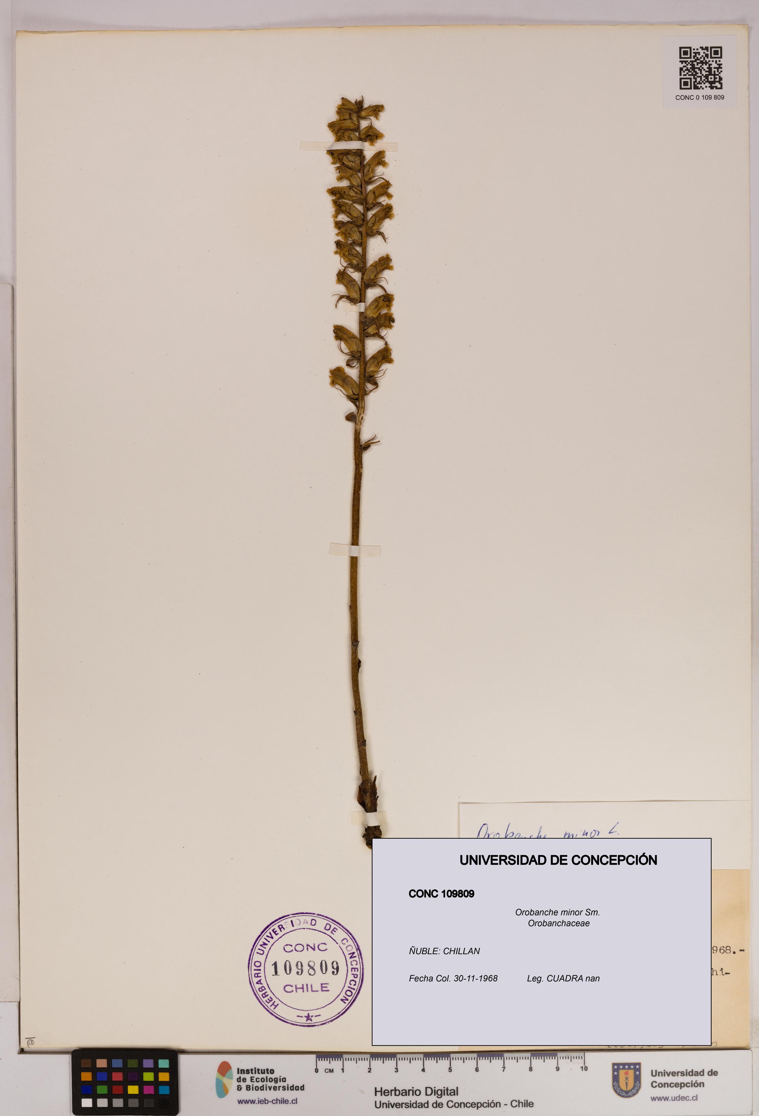 Orobanche minor [Espécimen: UDEC:CONC:0109809]