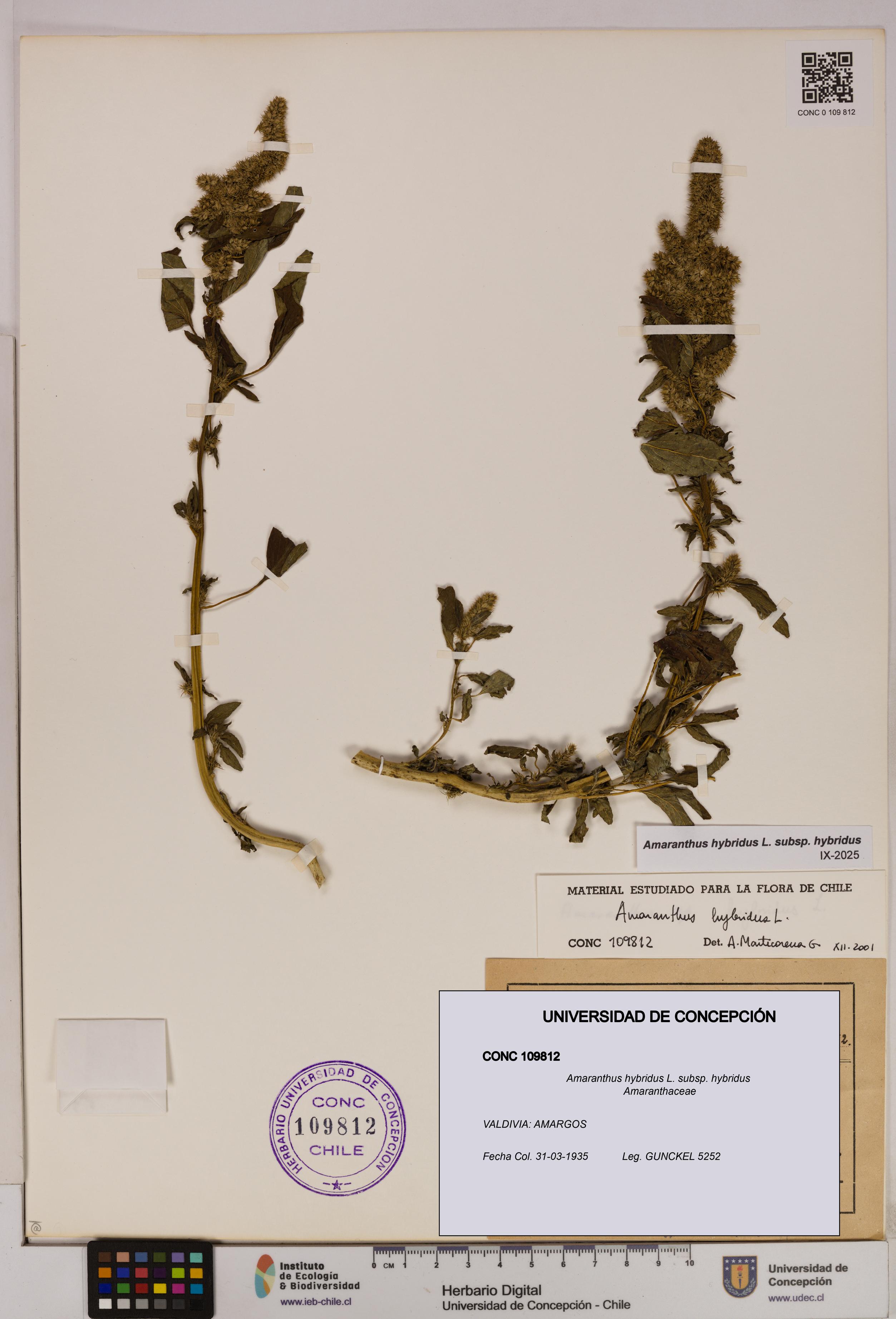 Amaranthus hybridus [Espécimen: UDEC:CONC:0109812]