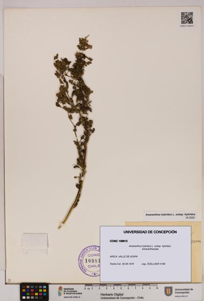 Amaranthus hybridus [Espécimen: UDEC:CONC:0109813]