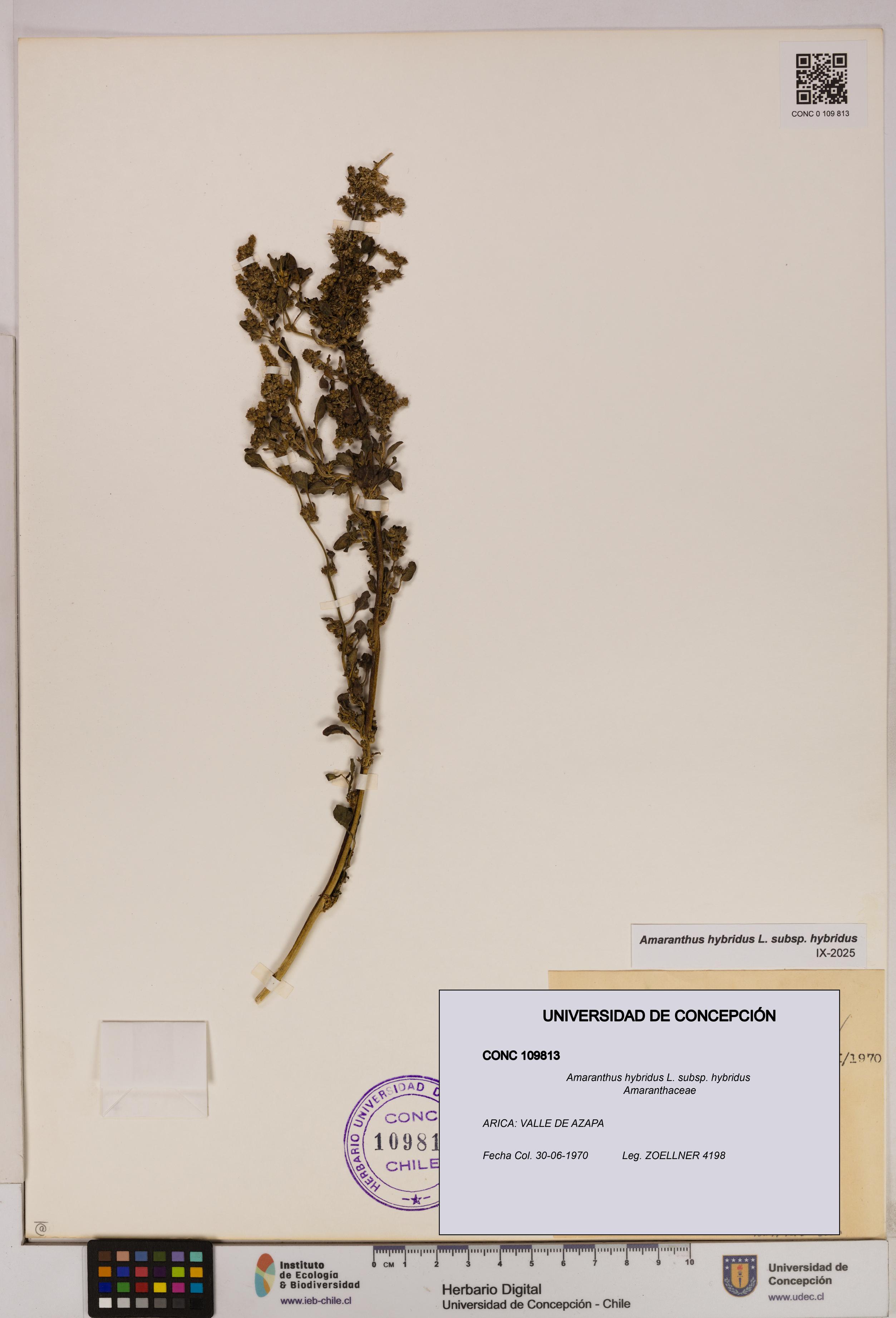 Amaranthus hybridus [Espécimen: UDEC:CONC:0109813]