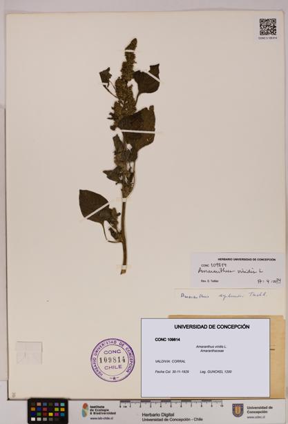 Amaranthus viridis [Espécimen: UDEC:CONC:0109814]
