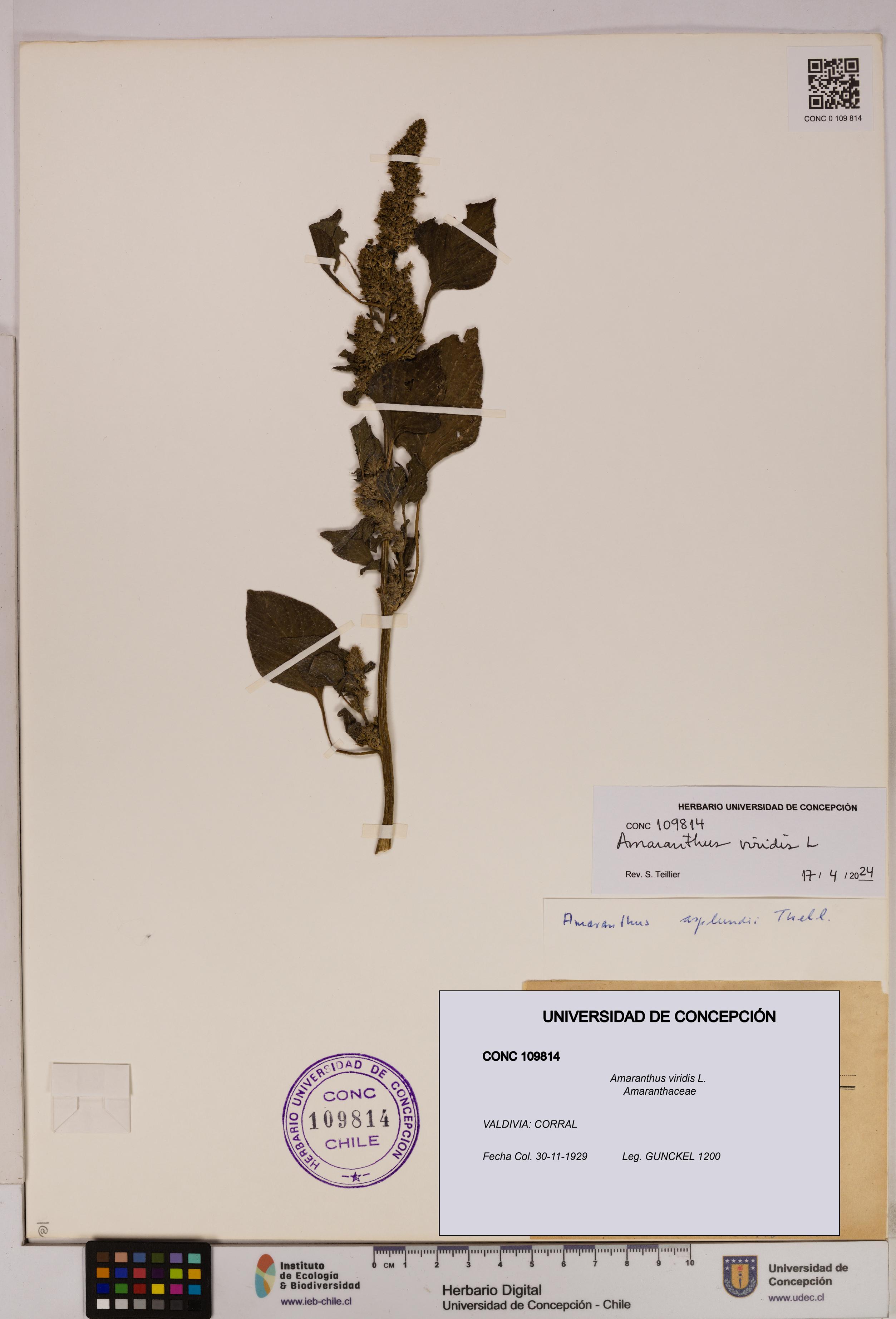 Amaranthus viridis [Espécimen: UDEC:CONC:0109814]
