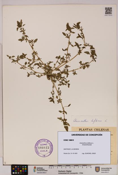 Amaranthus deflexus [Espécimen: UDEC:CONC:0109815]