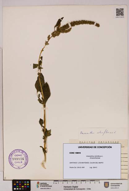 Amaranthus retroflexus [Espécimen: UDEC:CONC:0109816]