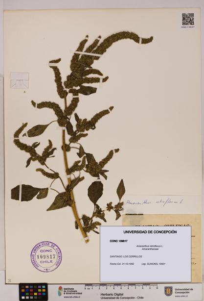 Amaranthus retroflexus [Espécimen: UDEC:CONC:0109817]