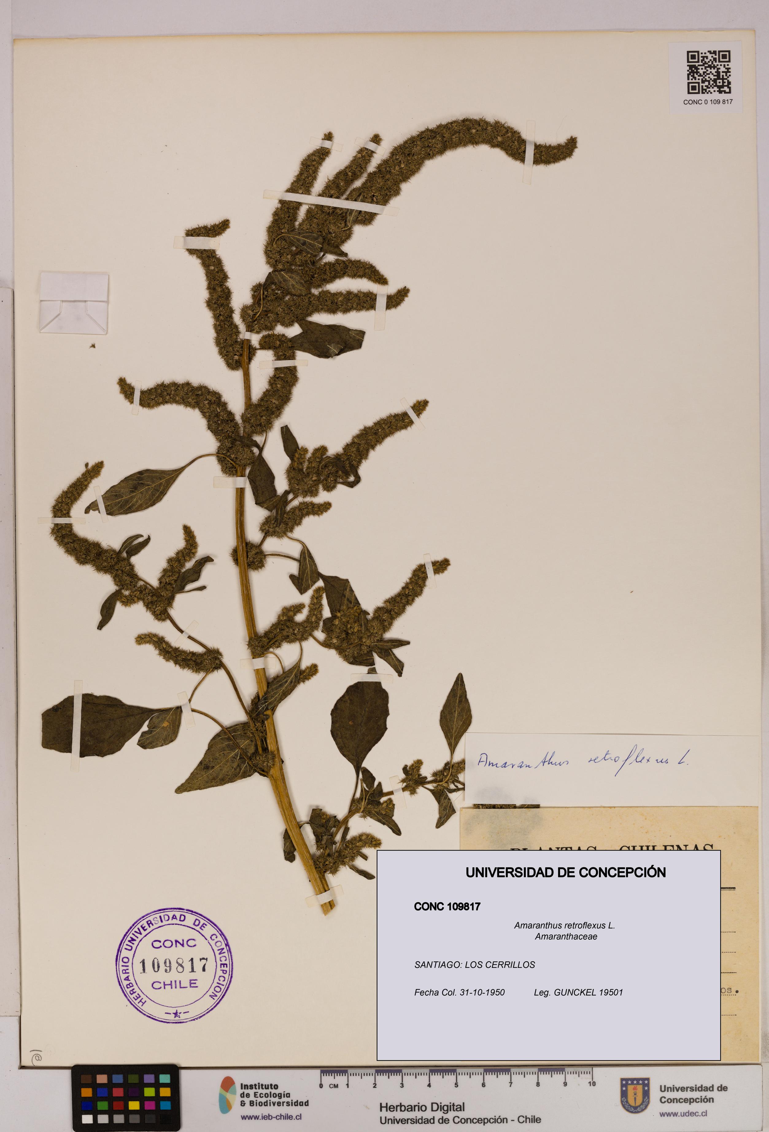Amaranthus retroflexus [Espécimen: UDEC:CONC:0109817]