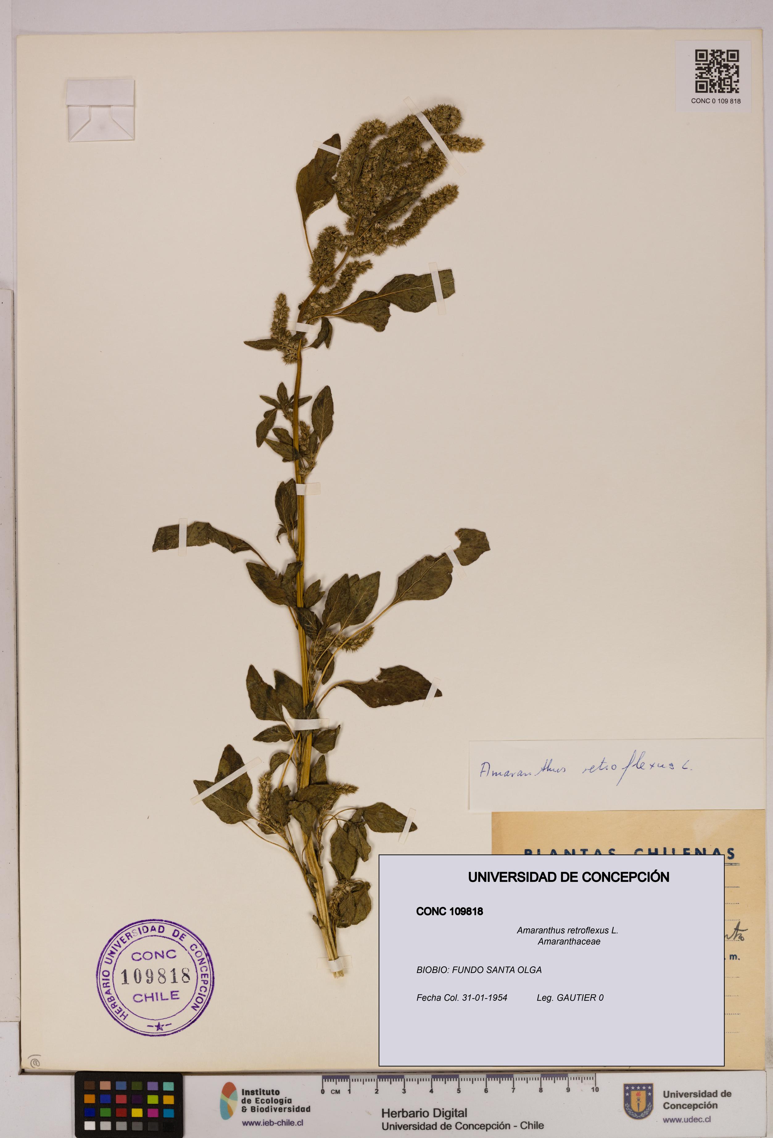 Amaranthus retroflexus [Espécimen: UDEC:CONC:0109818]