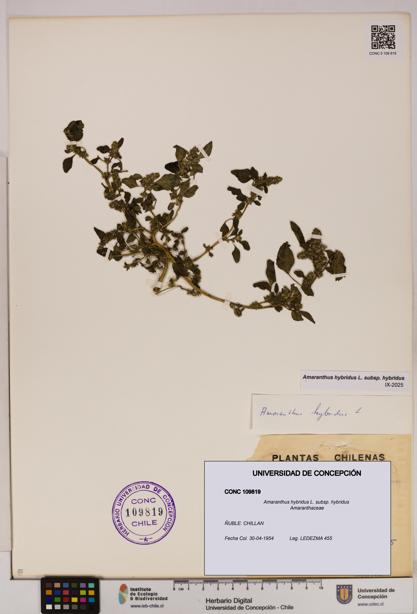 Amaranthus hybridus [Espécimen: UDEC:CONC:0109819]