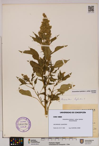 Amaranthus hybridus [Espécimen: UDEC:CONC:0109820]