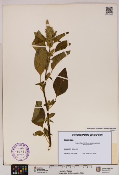 Amaranthus hybridus [Espécimen: UDEC:CONC:0109821]