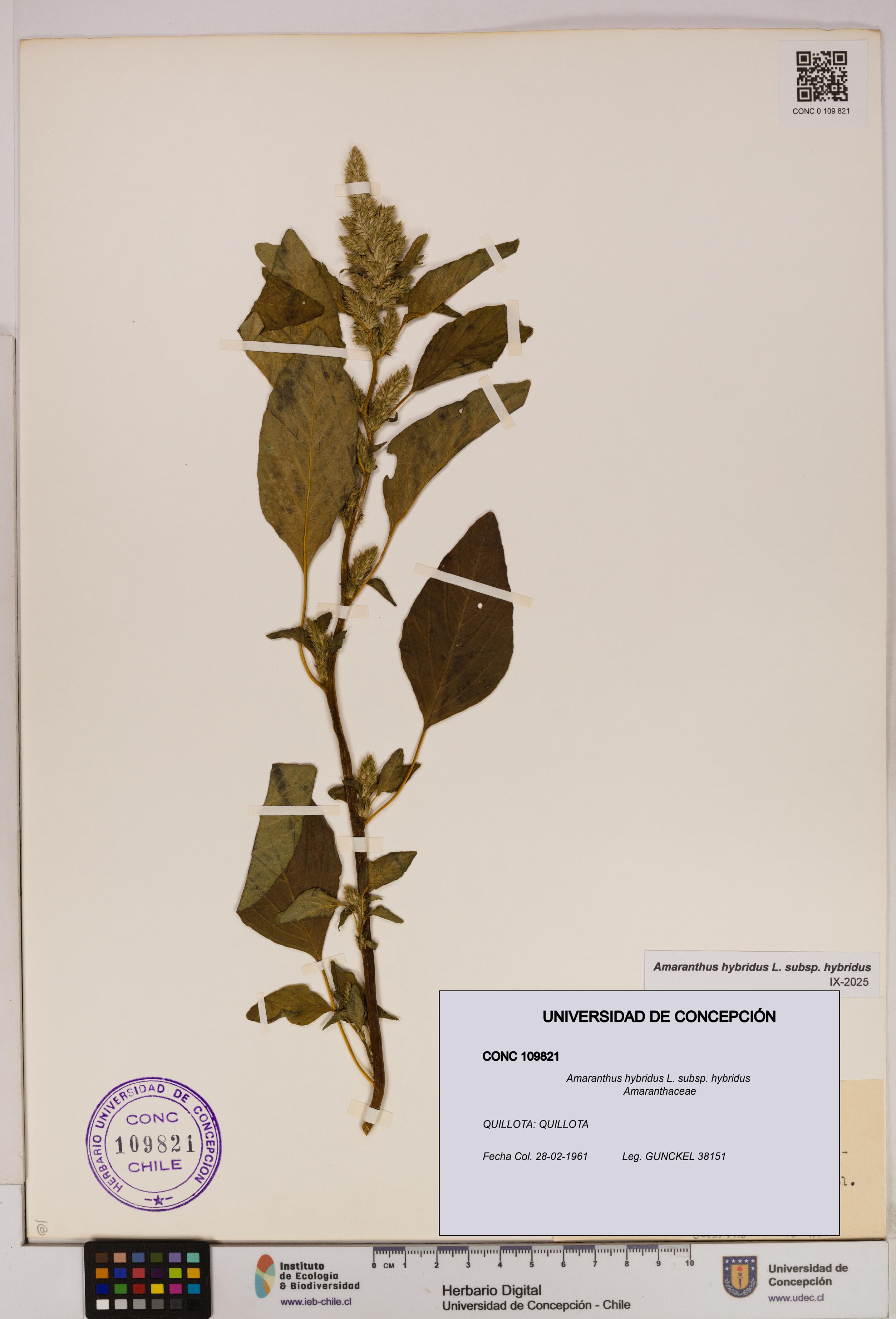 Amaranthus hybridus [Espécimen: UDEC:CONC:0109821]