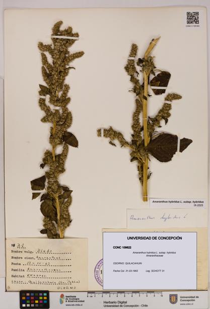 Amaranthus hybridus [Espécimen: UDEC:CONC:0109822]