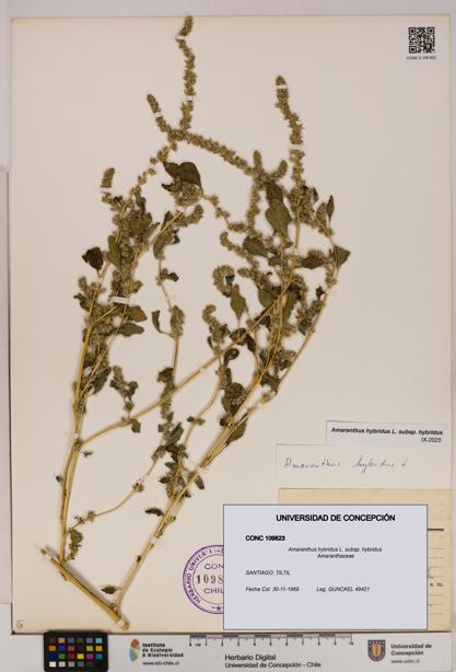 Amaranthus hybridus [Espécimen: UDEC:CONC:0109823]
