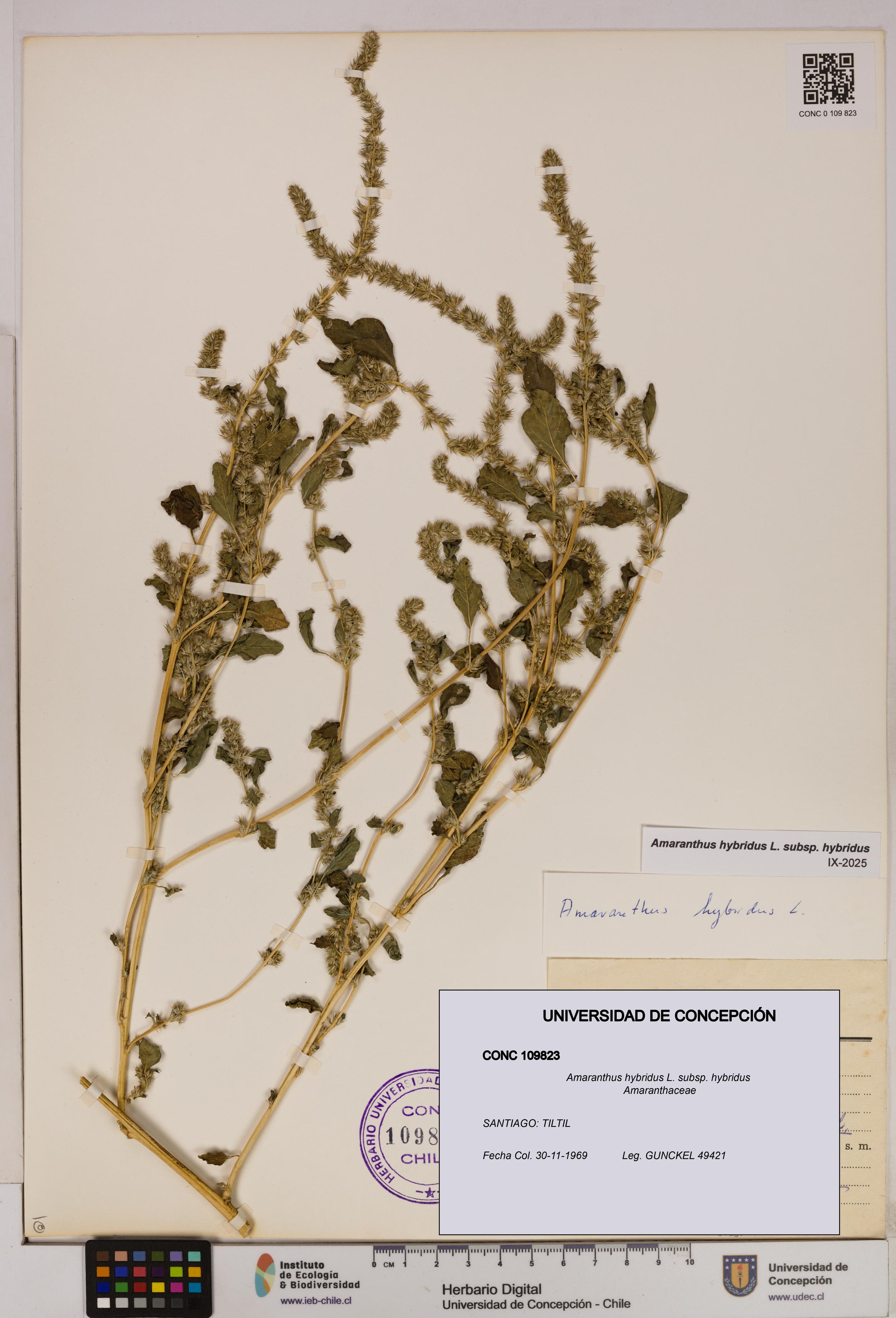 Amaranthus hybridus [Espécimen: UDEC:CONC:0109823]