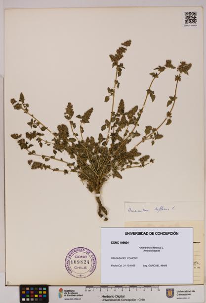 Amaranthus deflexus [Espécimen: UDEC:CONC:0109824]