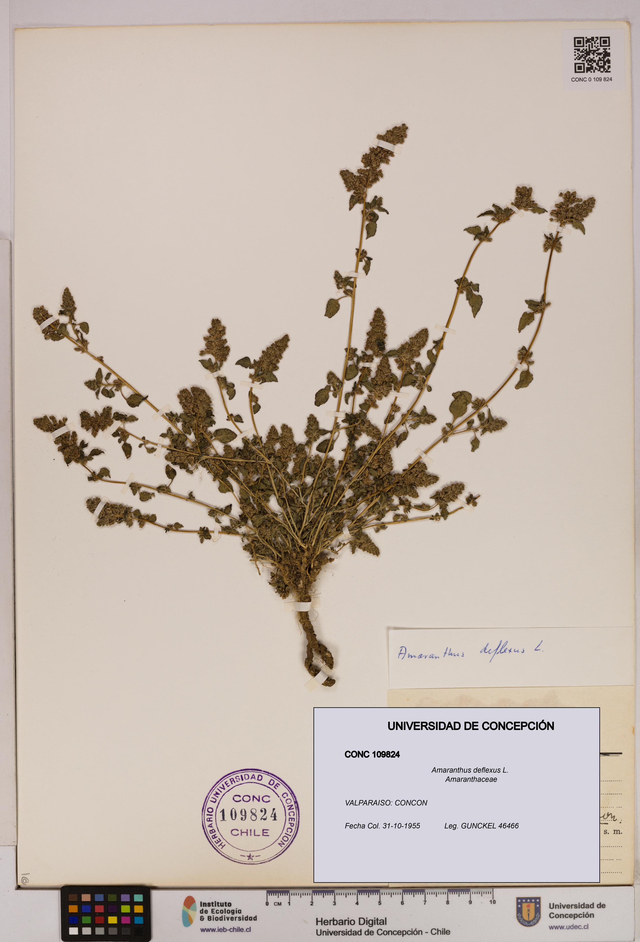 Amaranthus deflexus [Espécimen: UDEC:CONC:0109824]