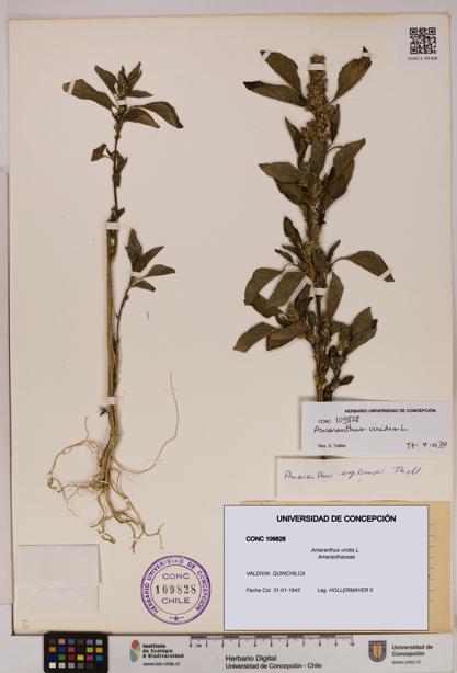Amaranthus viridis [Espécimen: UDEC:CONC:0109828]