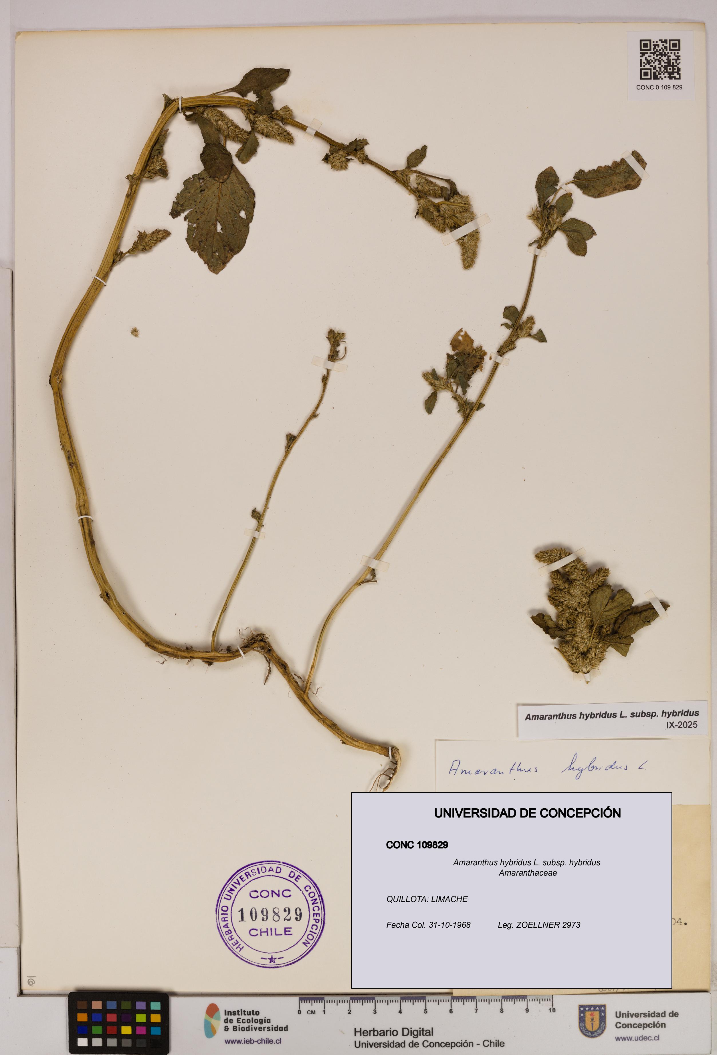 Amaranthus hybridus [Espécimen: UDEC:CONC:0109829]