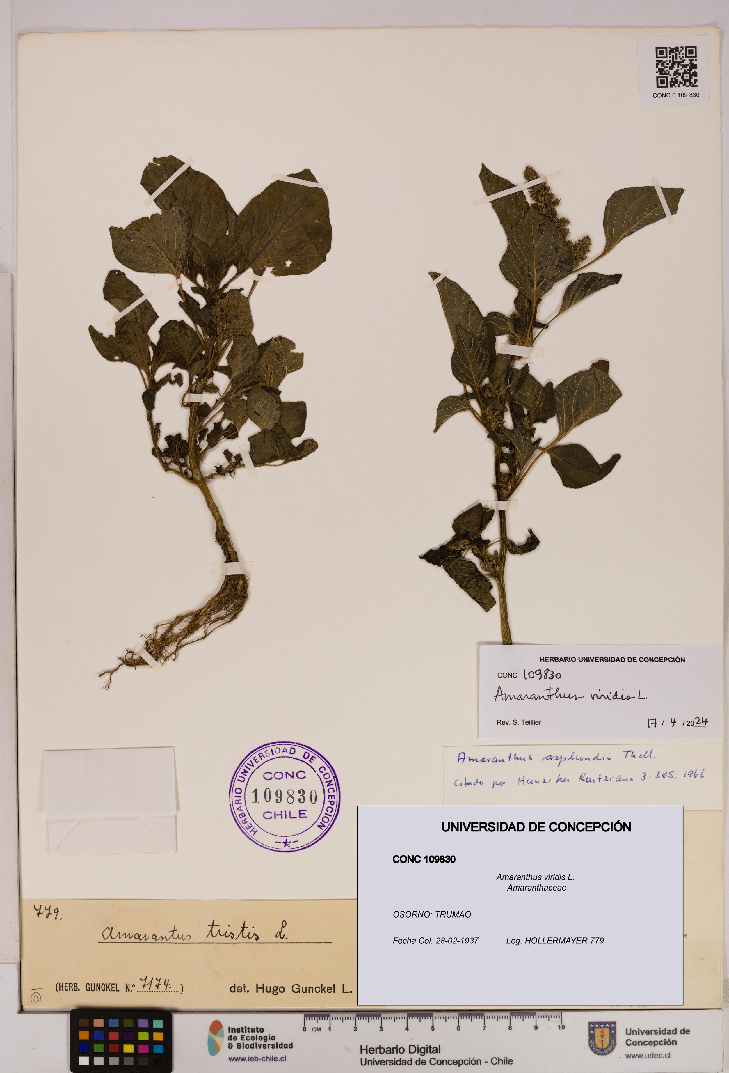 Amaranthus viridis [Espécimen: UDEC:CONC:0109830]