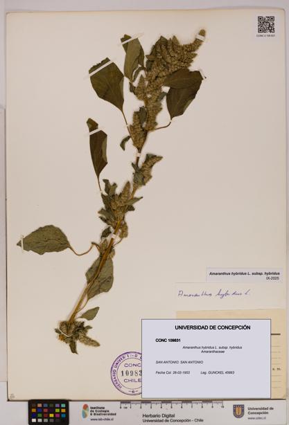 Amaranthus hybridus [Espécimen: UDEC:CONC:0109831]