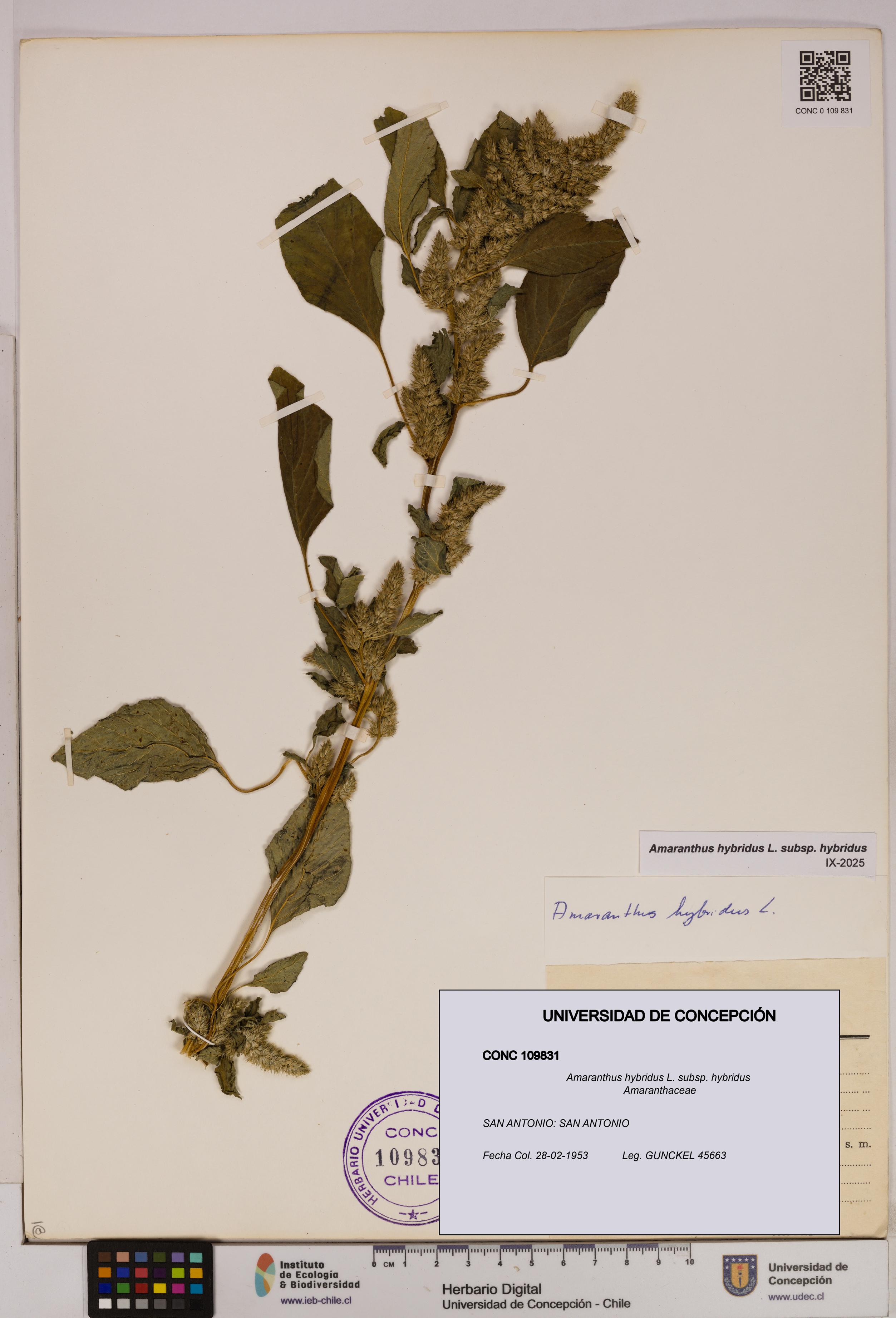 Amaranthus hybridus [Espécimen: UDEC:CONC:0109831]