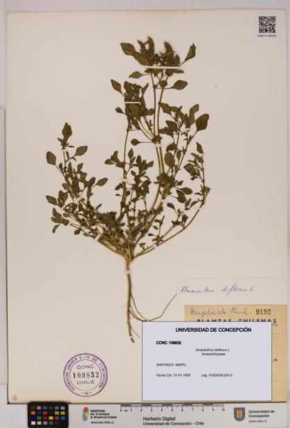 Amaranthus deflexus [Espécimen: UDEC:CONC:0109832]