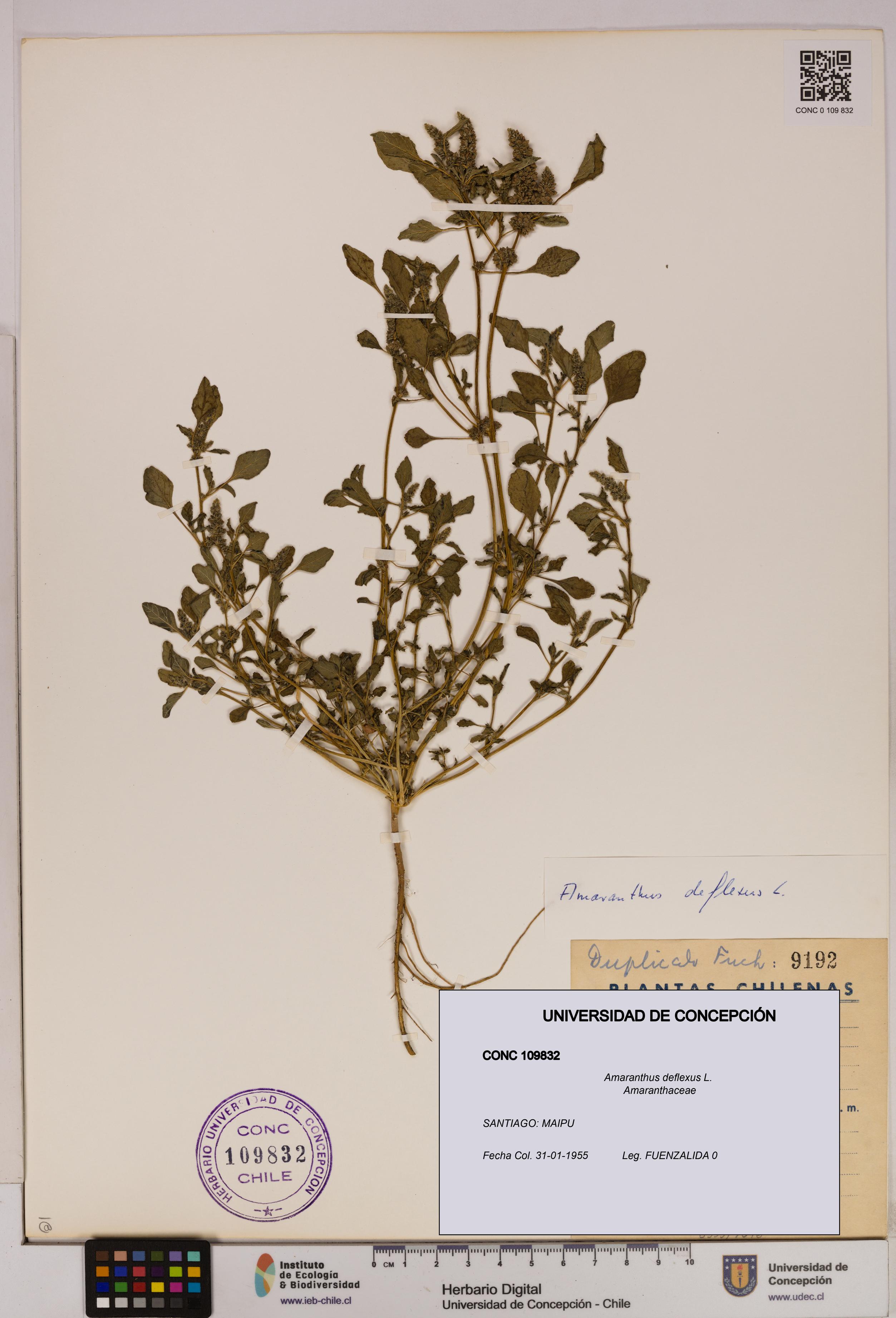 Amaranthus deflexus [Espécimen: UDEC:CONC:0109832]