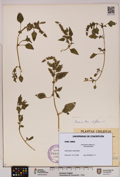 Amaranthus deflexus [Espécimen: UDEC:CONC:0109833]