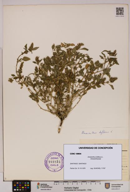 Amaranthus deflexus [Espécimen: UDEC:CONC:0109834]