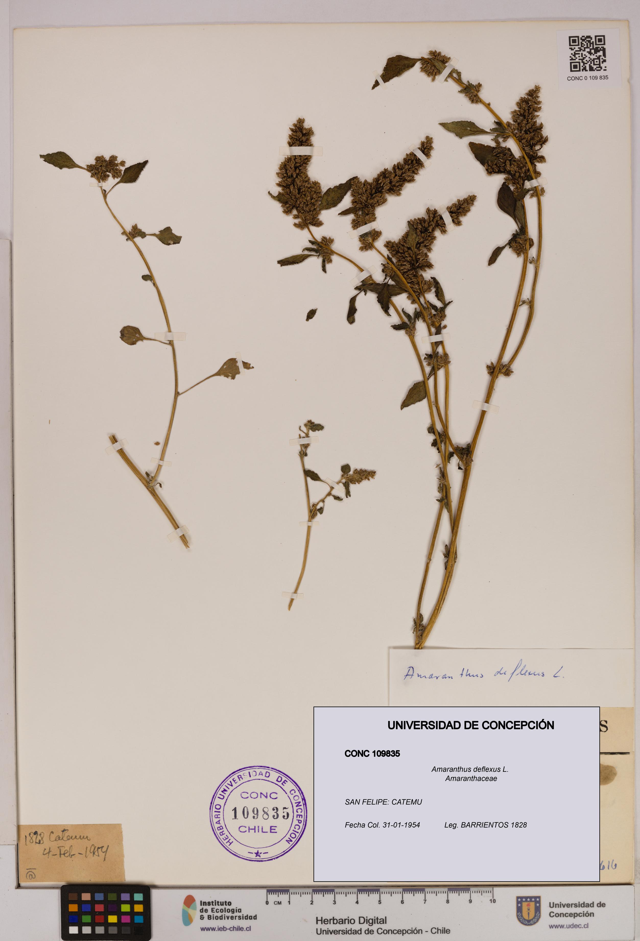 Amaranthus deflexus [Espécimen: UDEC:CONC:0109835]