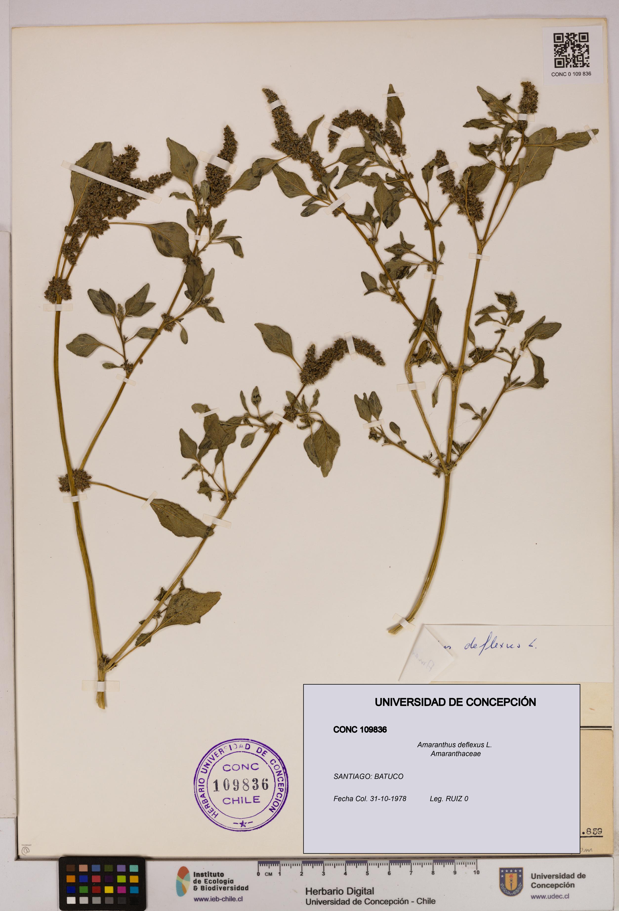 Amaranthus deflexus [Espécimen: UDEC:CONC:0109836]
