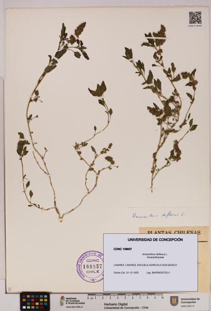 Amaranthus deflexus [Espécimen: UDEC:CONC:0109837]