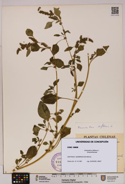 Amaranthus deflexus [Espécimen: UDEC:CONC:0109838]