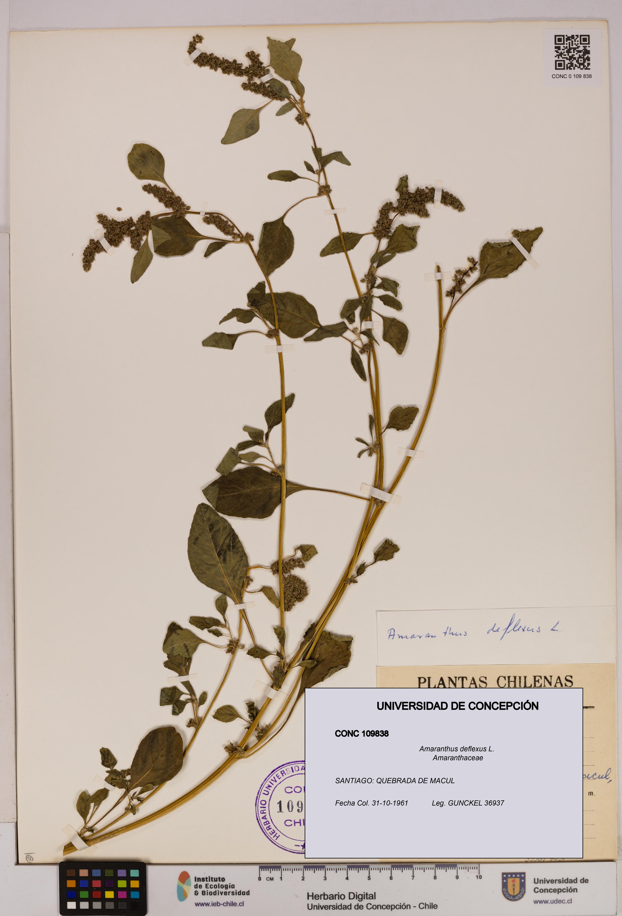 Amaranthus deflexus [Espécimen: UDEC:CONC:0109838]