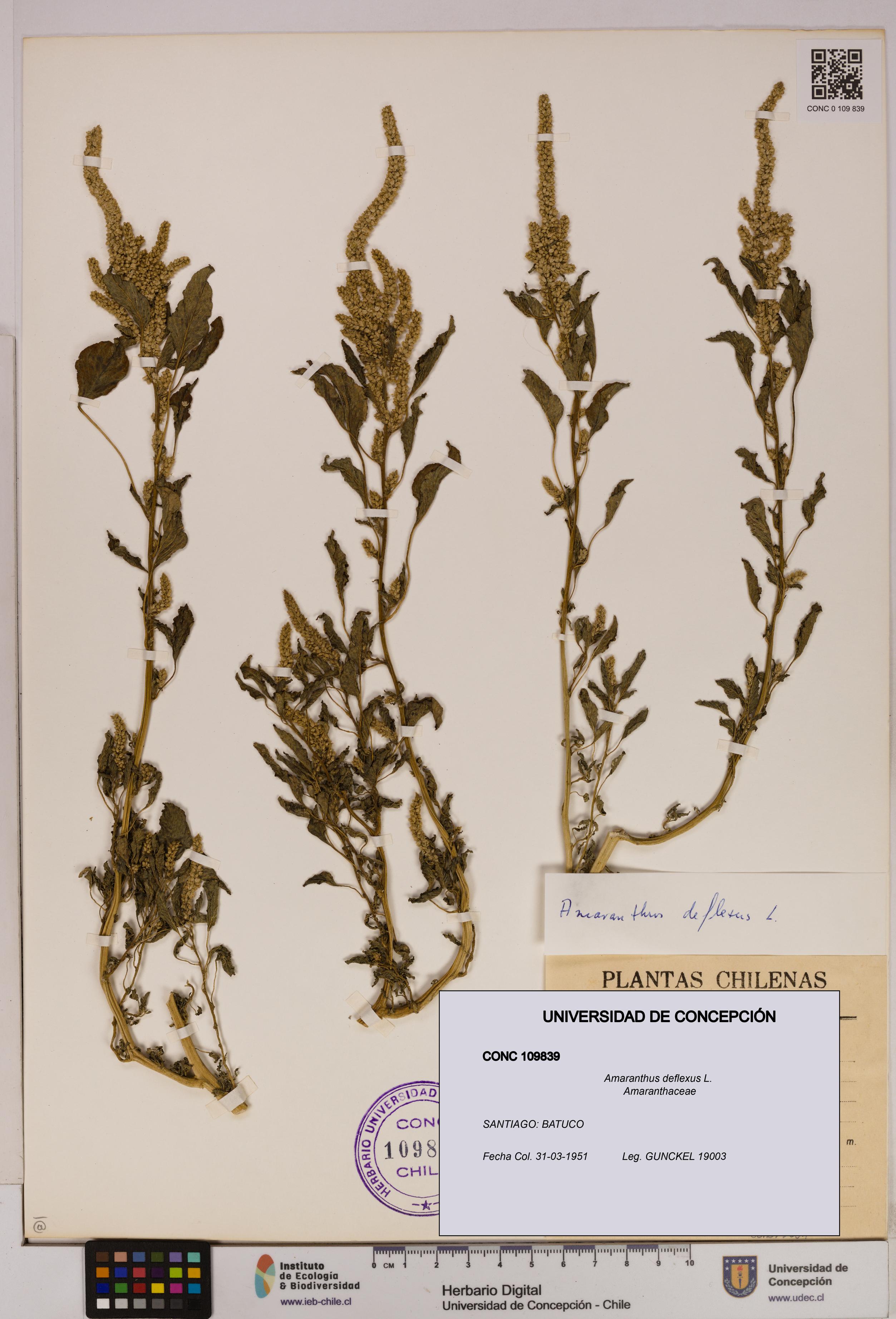 Amaranthus deflexus [Espécimen: UDEC:CONC:0109839]
