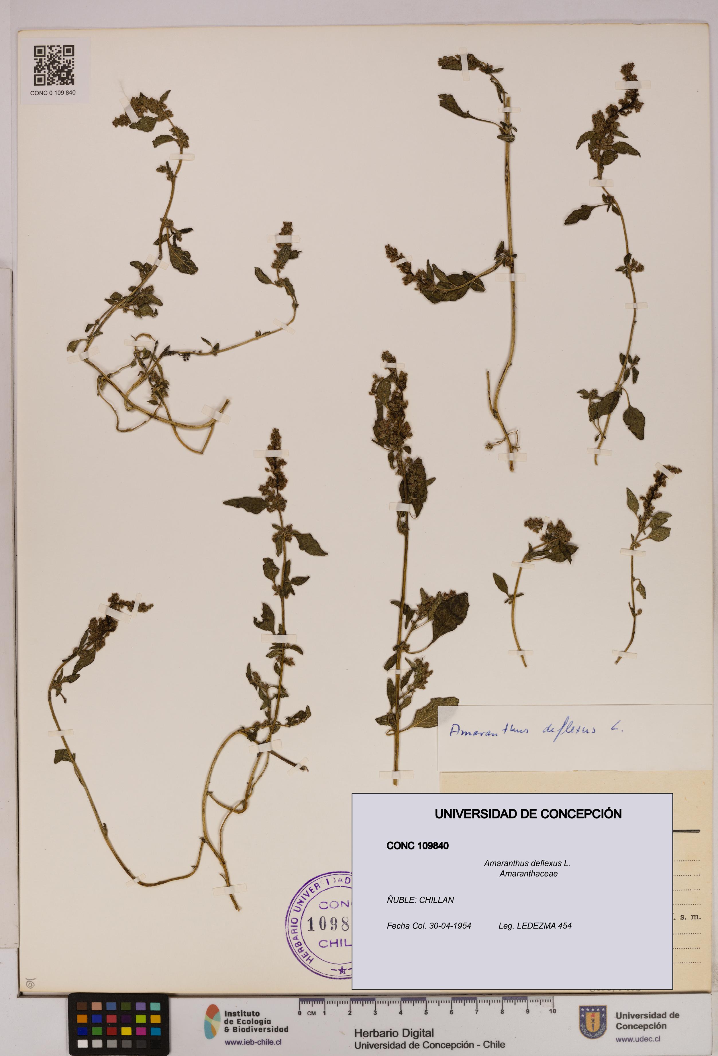 Amaranthus deflexus [Espécimen: UDEC:CONC:0109840]