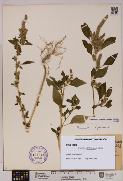 Amaranthus hybridus [Espécimen: UDEC:CONC:0109842]